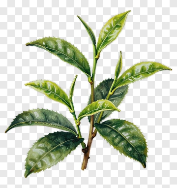 Green Tea Leaves PNG