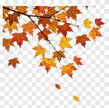 Autumn Maple Leaves PNG