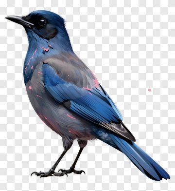 Blue Bird With Colorful Feathers PNG