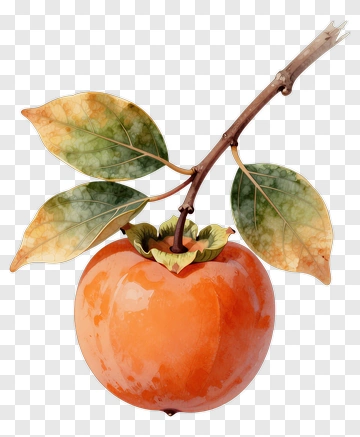 Watercolor Persimmon With Leaves PNG