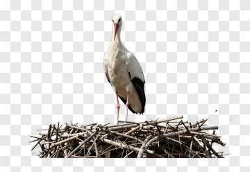 Stork Standing On A Nest PNG