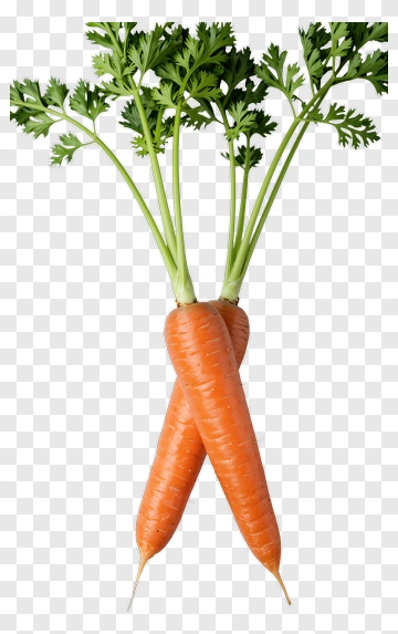 Fresh Carrots With Green Tops PNG
