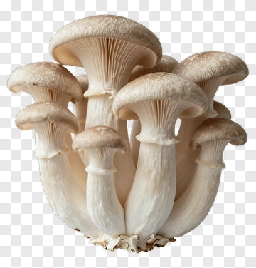 Cluster Of White Mushrooms PNG