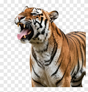 Tiger Roaring PNG