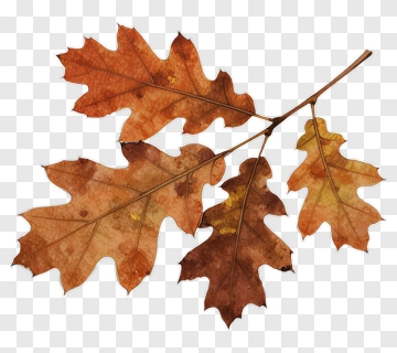 Colorful Oak Leaves PNG