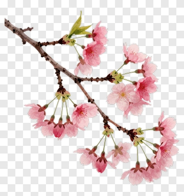 Cherry Blossom Branch With Pink Flowers PNG