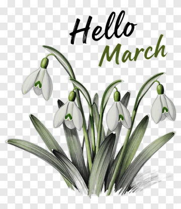 Snowdrop Flowers With Hello March Text PNG