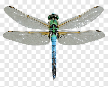 Colorful Dragonfly With Transparent Wings PNG