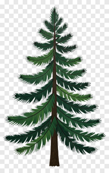 Pine Tree PNG