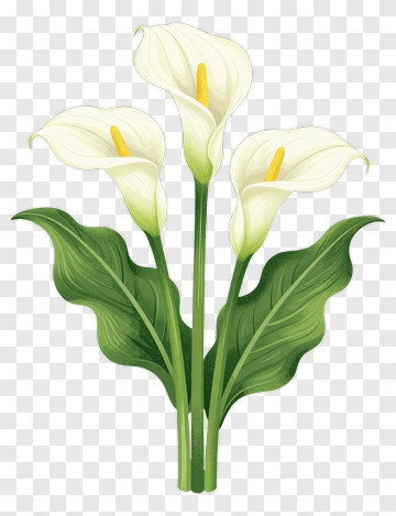 White Calla Lily Bouquet PNG