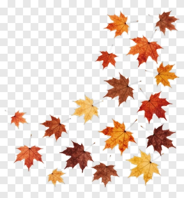 Autumn Maple Leaves PNG