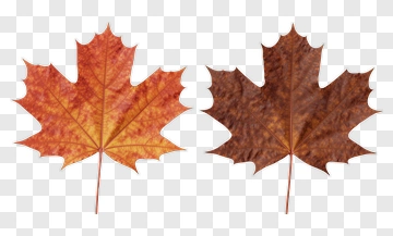 Autumn Maple Leaves PNG
