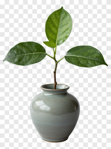 Green Leaf Plant In A Ceramic Vase PNG