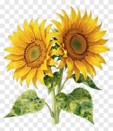 Sunflower Bouquet PNG