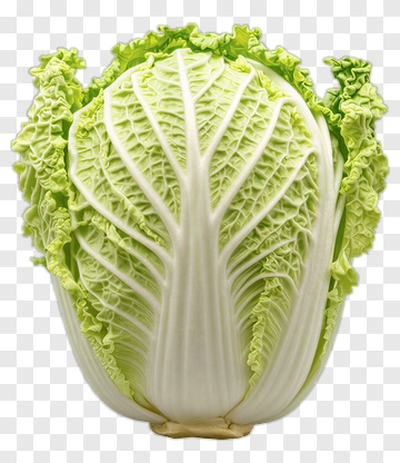 Fresh Green Cabbage PNG