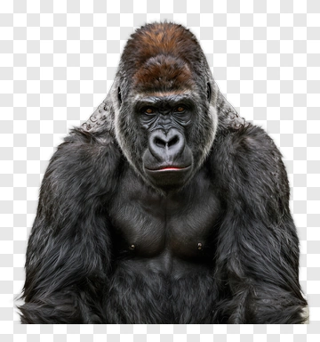 Gorilla Portrait PNG