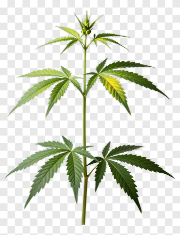 Cannabis Plant PNG