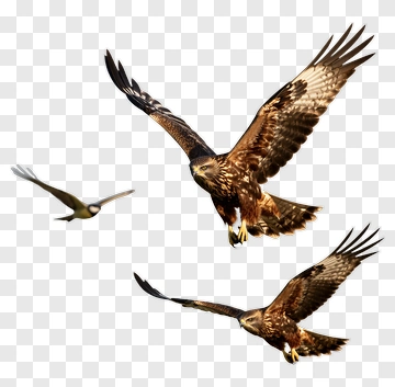 Flying Hawks In Action PNG