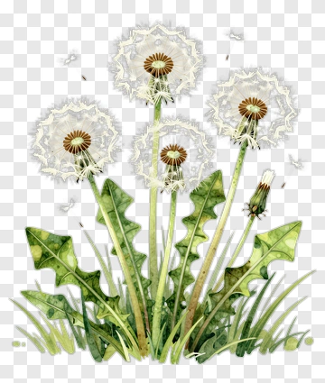 Watercolor Dandelion Flowers PNG