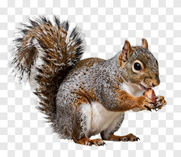 Squirrel Holding A Nut PNG