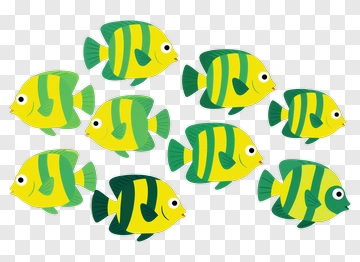 Colorful School Of Fish Swimming Together PNG