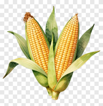 Fresh Corn On The Cob PNG