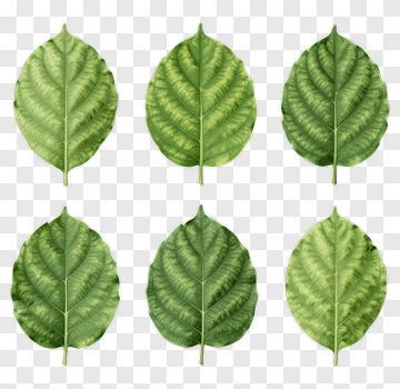 Collection Of Green Leaves PNG