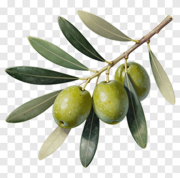 Olive Branch With Green Olives PNG