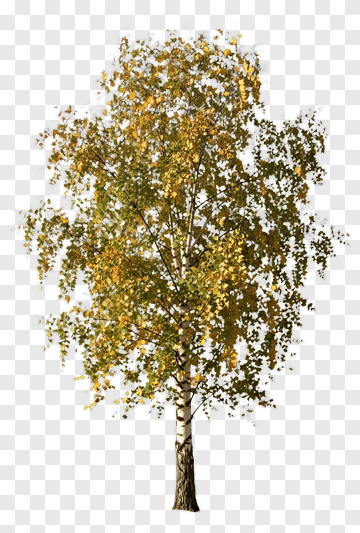 Birch Tree With Autumn Leaves PNG