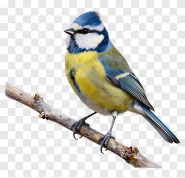 Blue Tit Bird Perched On A Branch PNG