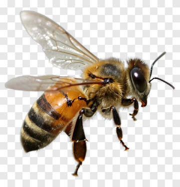 Honey Bee In Flight PNG