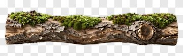 Wood Log With Moss PNG