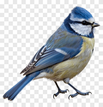 Blue Tit Bird PNG