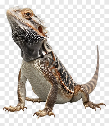 Bearded Dragon Lizard PNG