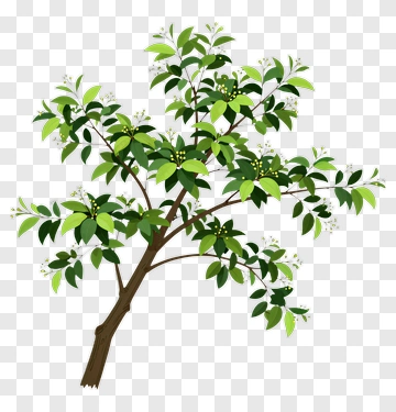 Green Tree Branch With Leaves PNG