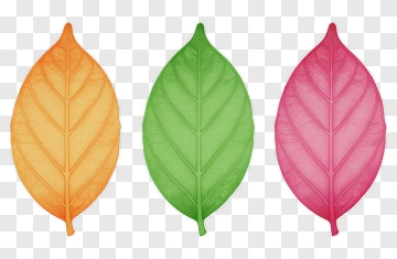 Colorful Leaves PNG