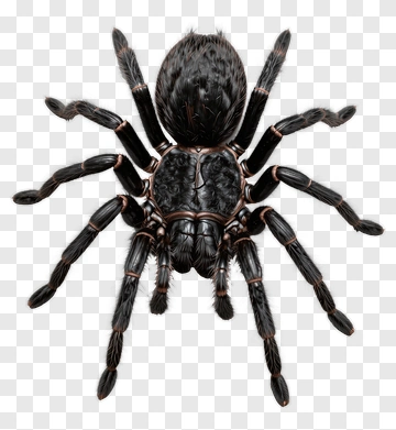 Realistic Tarantula Spider PNG