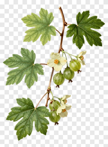 Gooseberry Plant With Flowers And Leaves PNG