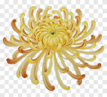 Yellow Chrysanthemum Flower PNG