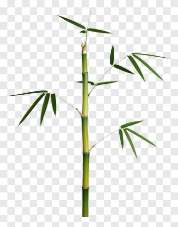 Bamboo Plant PNG