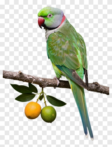 Colorful Parrot Sitting On A Branch With Oranges PNG