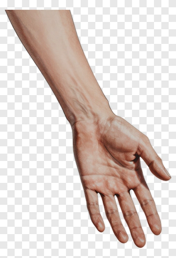 Realistic Human Hand PNG