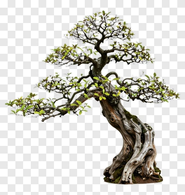 Bonsai Tree With Green Leaves PNG