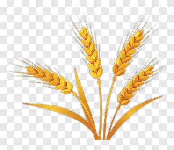 Golden Wheat Ears PNG