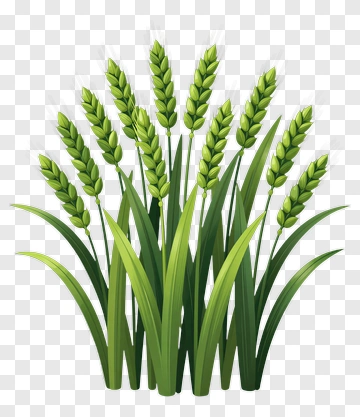 Wheat Plant With Green Stalks PNG