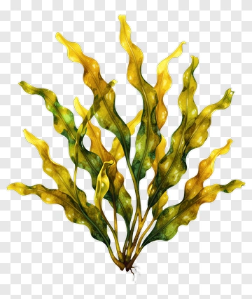 Colorful Seaweed Plant PNG