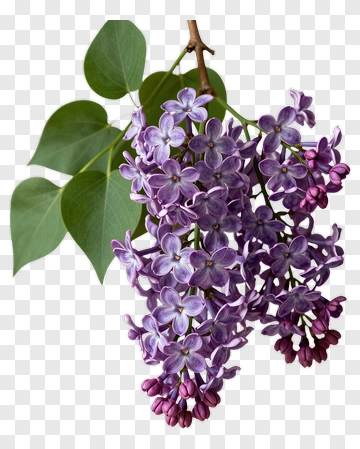 Lilac Flower Cluster PNG