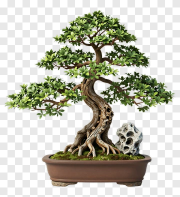 Bonsai Tree With Decorative Rock PNG
