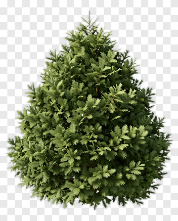 Green Pine Tree PNG