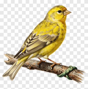 Yellow Bird Perched On A Branch PNG